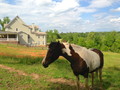 Beautiful Pasture Land