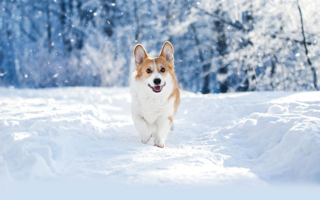 dog-walking-in-snow.jpg