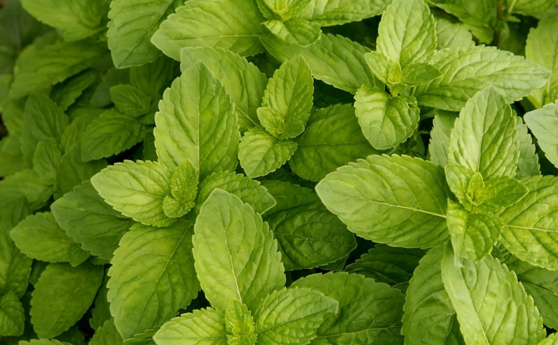 Spearmint.jpg