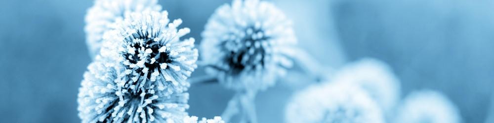 IcyFlowersA.jpg