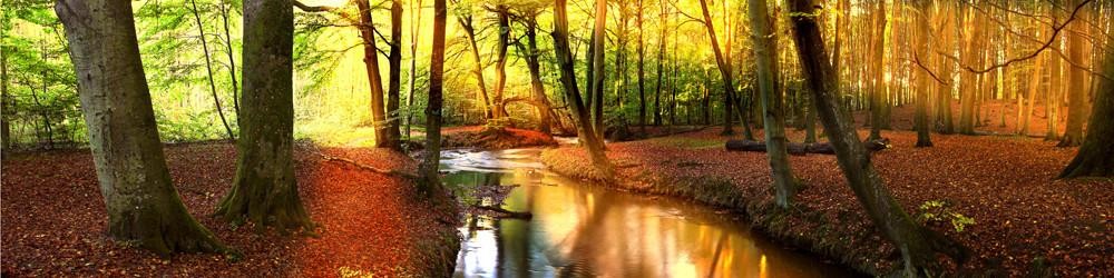 ForestSunlightA.jpg