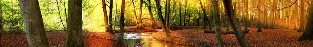ForestSunlightB.jpg