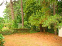 Natural Area & Pinetrees in Back Yard