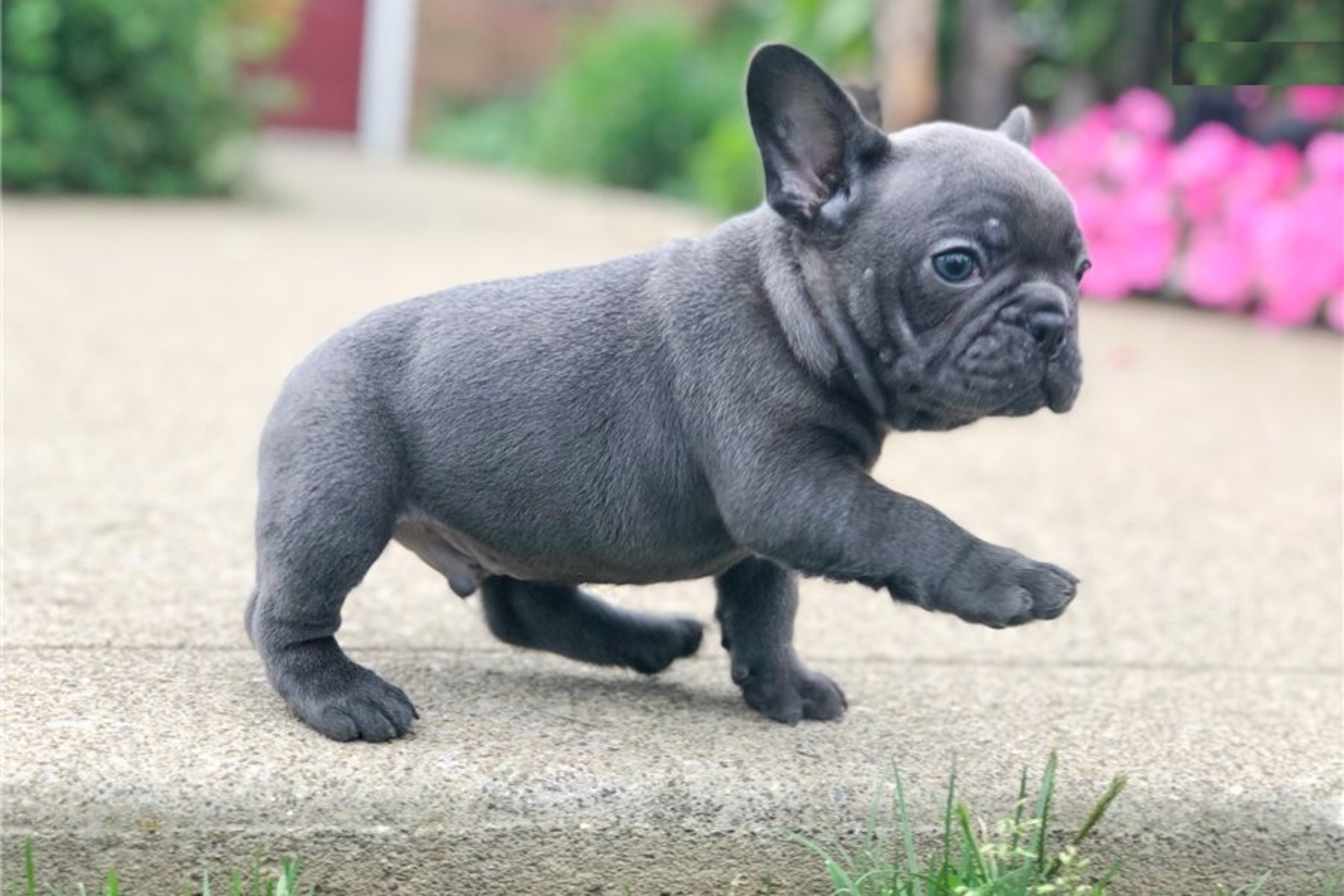 QUALITY/ HEALTHY French bulldog puppies Raised with a lot